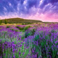 Buitenseks veld