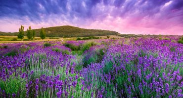 Buitenseks veld